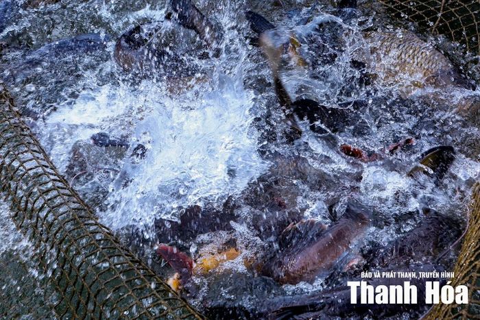 Không còn bó hẹp ở những loại cá truyền thống, nhiều hộ đã đa dạng hóa đối tượng nuôi. Bên cạnh cá rô phi, cá trắm cỏ, cá chép hay cá lăng đen, một số hộ mạnh dạn đưa cá dầm xanh, cá nheo Mỹ và các loài cá đặc sản vào nuôi thử nghiệm để nâng cao giá trị kinh tế.
