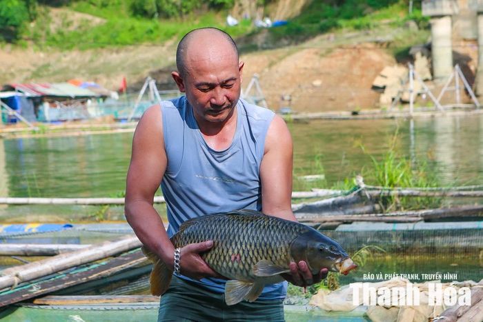 Anh Ngô Văn Chiến (37 tuổi), chủ nhân của 12 lồng cá ở bản Ta Bán, xã Trung Sơn cho biết, năm 2021 khi đi đánh cá dọc sông Mã, nhìn thấy lợi thế nuôi cá trong lòng hồ Thủy điện Trung Sơn nên anh quyết định vay vốn đầu tư nuôi cá. Hàng năm trừ chi phí gia đình thu nhập khoảng từ 120 đến 130 triệu đồng, cuộc sống khấm khá hơn trước, con cái có điều kiện ăn học tốt hơn.