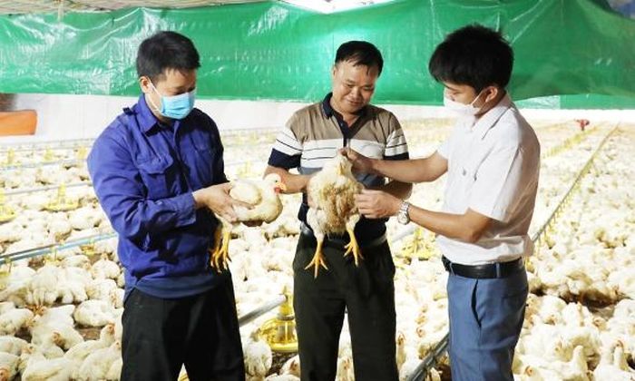  Cán bộ Chi cục Chăn nuôi, Thú y và Thủy sản tỉnh kiểm tra công tác phòng dịch tại trại nuôi gia cầm của ông Nguyễn Trọng Hảo. 