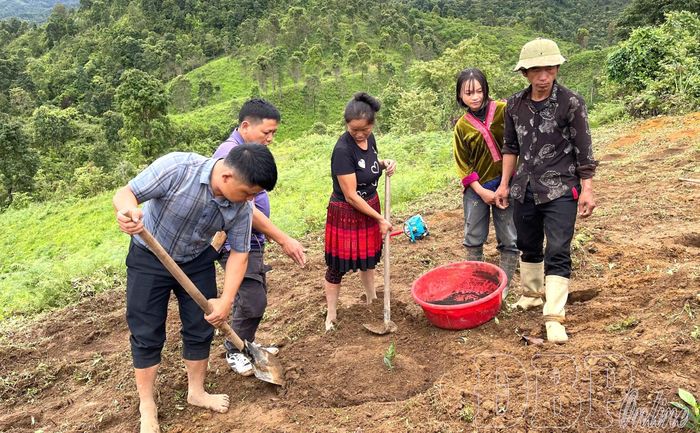 Xã Mường Chà xác định cây cà phê, mắc ca là một trong những hướng xóa đói giảm nghèo trong xây dựng NTM. Ảnh CTV