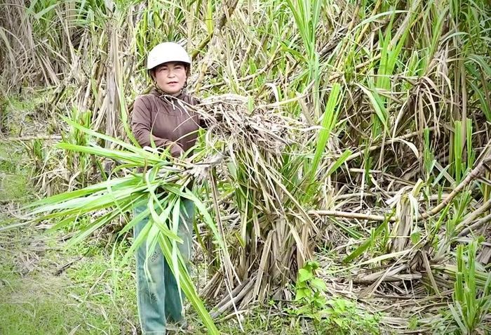  Diện tích 1,3 ha mía của gia đình chị Nay Sa Lem (buôn Thành Công) đã quá vụ thu hoạch, nhiều mầm mọc trên thân cây nhưng vẫn chưa được thu mua. Ảnh: V.C 