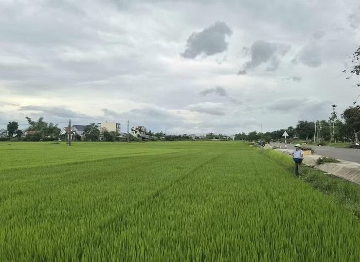 Hợp tác xã Nông nghiệp Phước Hưng liên kết với nông dân xã Tuy Phước Bắc sản xuất hơn 100 ha lúa thương phẩm. Ảnh H.T