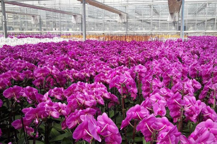 Mô hình trồng hoa công nghệ cao tại Công ty TNHH APOLLO đóng chân trên địa bàn xã