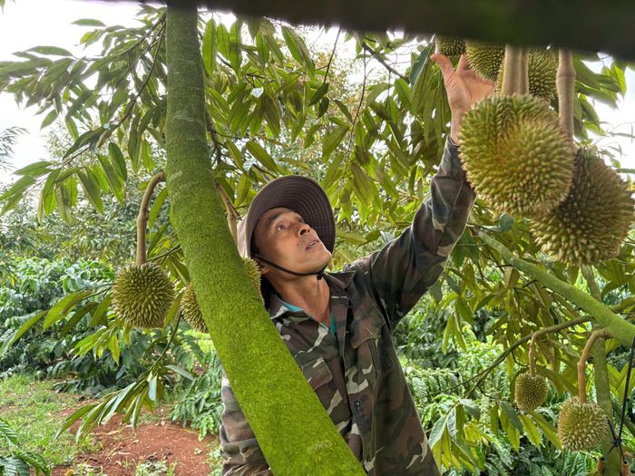 Nhờ áp dụng các kỹ thuật được chia sẻ trong THT Sầu riêng Liên Hồ, vườn sầu riêng của thành viên Nguyễn Văn Âu cho trái đều và chất lượng