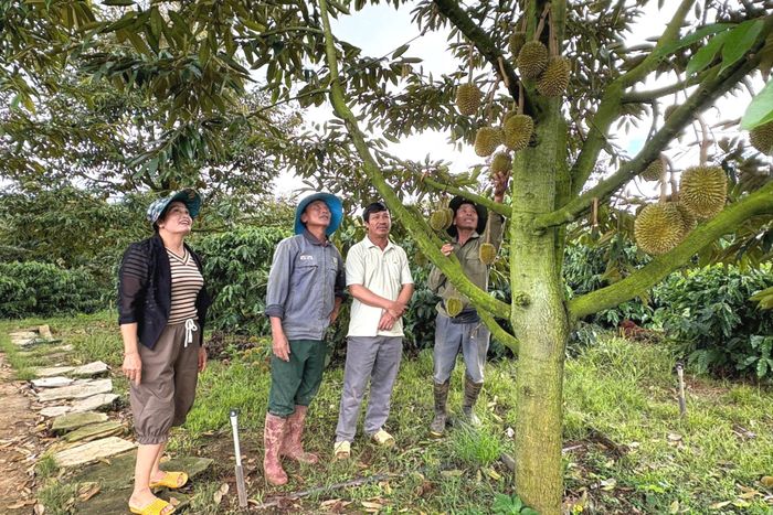 Thành viên THT Sầu riêng Liên Hồ thường xuyên trao đổi, chia sẻ kinh nghiệm sản xuất