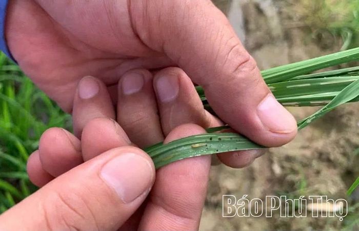 Sâu bệnh hại lúa vụ Mùa.