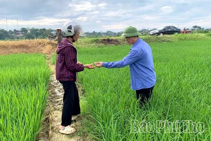 Cán bộ chuyên môn cùng người dân kiểm tra tình hình sâu bệnh hại trên trà lúa Mùa tại xã Bản Nguyên.