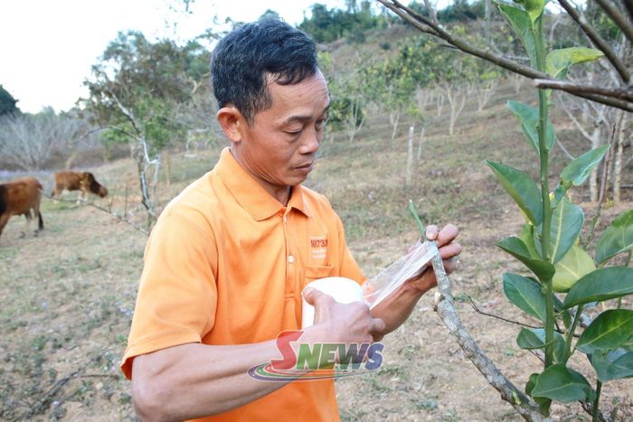 Nhân dân bản Bó Sặp ứng dụng kỹ thuật ghép cành cải tạo vườn cây ăn quả.