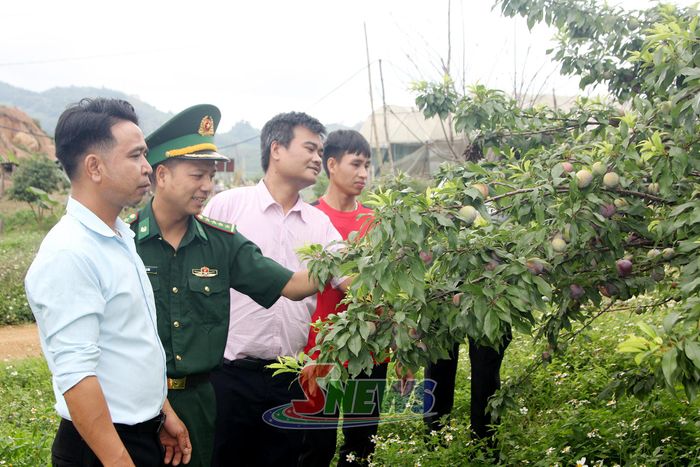 Mô hình trồng mận hậu tại bản Tà Vàng, xã Lóng Phiêng.