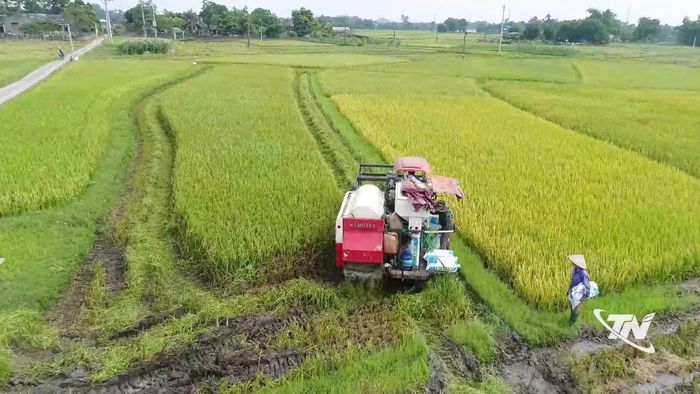 Máy gặt đập liên hợp được đưa vào sản xuất, góp phần đẩy mạnh cơ giới hóa, nâng cao hiệu quả canh tác và gia tăng giá trị trên từng đơn vị diện tích.