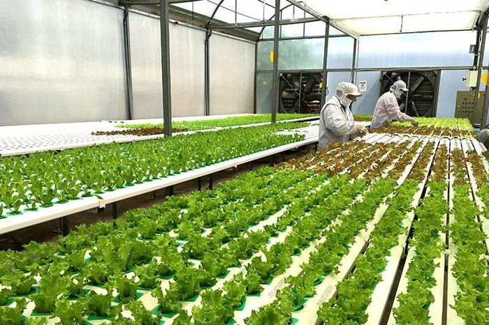 UBND TP. Hồ Chí Minh triển khai đồng bộ nhiều giải pháp trong lĩnh vực trồng trọt, trong đó có chuyển đổi cơ cấu cây trồng linh hoạt
