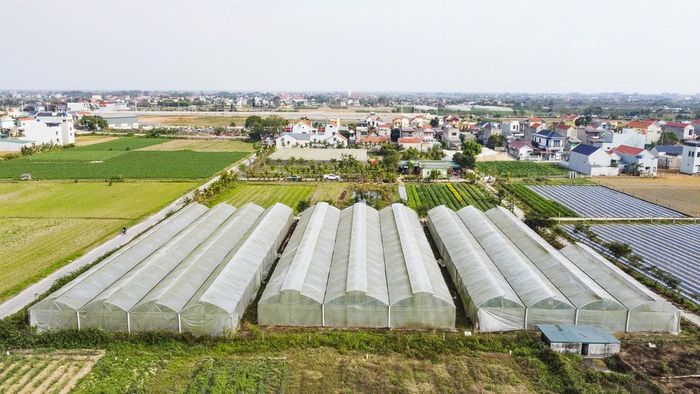Dưa được trồng trong nhà lưới, các khâu chăm sóc, theo dõi sinh trưởng và phòng trừ sâu bệnh đều được thực hiện theo quy trình kỹ thuật nghiêm ngặt.