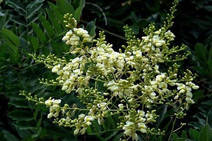 Theo một số quan niệm dân gian, chữ "hòe" khiến nhiều người liên tưởng đến những yếu tố tâm linh nên cây hòe đôi khi được gọi là "cây ma". Ảnh minh họa