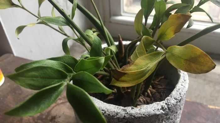 Không tưới nước quá thường xuyên khiến cây bị ngập úng. Ảnh minh họa