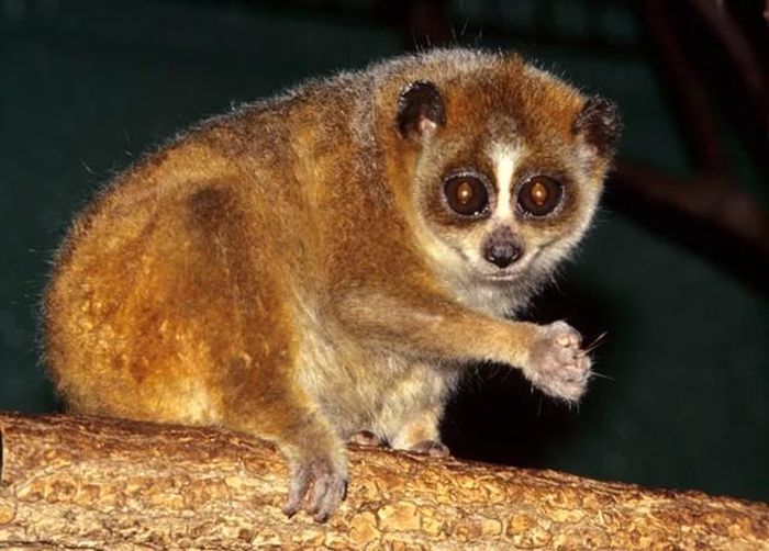 Chính vẻ ngoài đáng yêu khiến loris chậm thường xuyên trở thành mục tiêu của những người săn bắt và buôn bán động vật hoang dã để phục vụ thị trường thú cưng. Ảnh minh họa