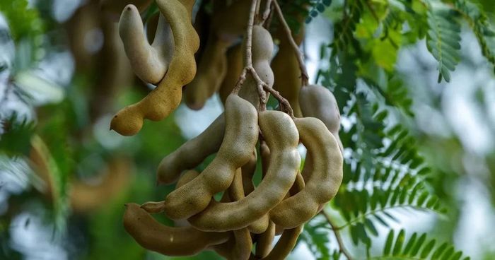 Quả me là nguồn cung cấp nhiều vitamin và khoáng chất. Ảnh minh họa
