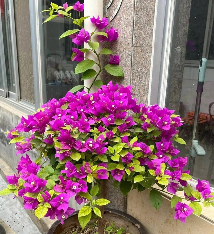 Hoa giấy là một trong những loài cây cảnh được yêu thích nhờ khả năng chịu nắng tốt. Ảnh minh họa
