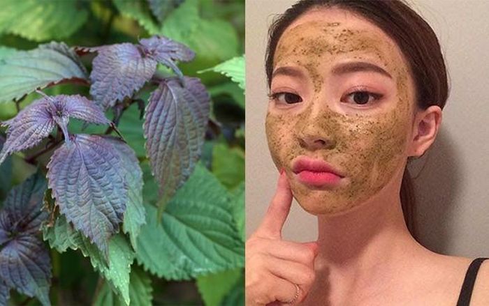 Đắp mặt bằng lá tía tô giúp da mịn màng, sáng khỏe.
