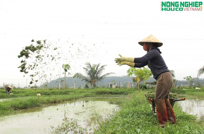 HTX sẽ tập trung phát triển vùng nuôi ốc bươu đen theo quy trình an toàn, nâng cao chất lượng con giống, đẩy mạnh ứng dụng khoa học kỹ thuật...