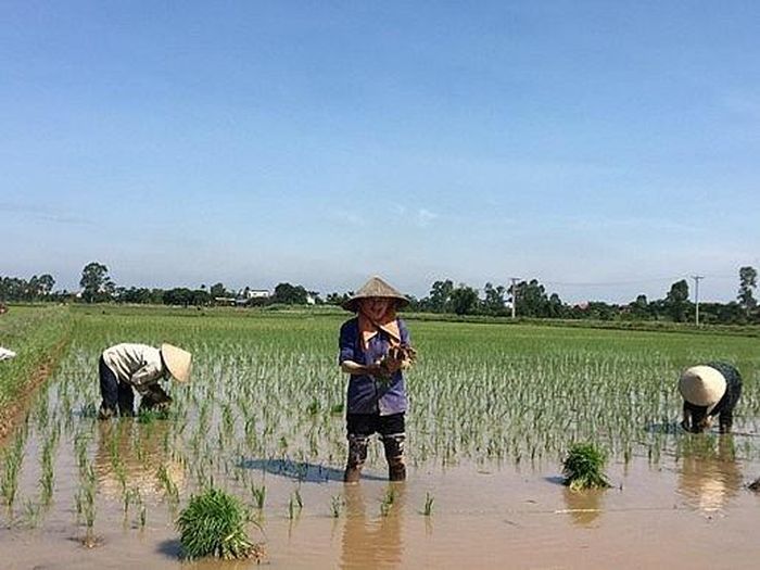 Xã Tây Tiền Hải tiếp tục linh hoạt bố trí cơ cấu giống hợp lý theo từng trà lúa.