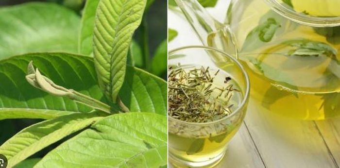 Để phát huy tối đa công dụng của lá ổi mà không gây tác dụng phụ, bạn cần lưu ý về liều lượng và cách dùng.