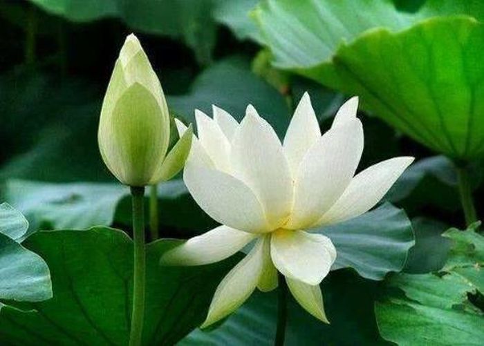 Theo quan niệm của nhà Phật, ngày xá tội vong nhân hoàn toàn không phải là ngày xấu hay xui xẻo, mà đây là khoảng thời gian mà Diêm Vương ân xá cho cho những tù nhân nơi chốn địa ngục được về cõi dương gian, được siêu sinh an lành.