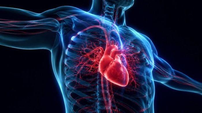 Các gen đánh dấu đại diện cho hai nhóm tế bào thần kinh tim vừa tìm thấy ở chuột cũng đã được ghi nhận có xuất hiện ở tế bào thần kinh tim người. Hình minh họa: CPG