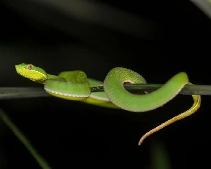  Chuyên gia khuyến cáo cần nhìn nhận vấn đề trên cơ sở khoa học, thay vì chỉ từ tâm lý sợ hãi. Ảnh: Trường Nguyên. 