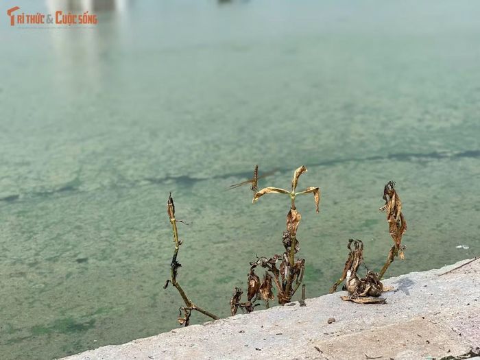 Cây xanh khô héo, cỏ dại mọc um tùm tại nhiều vị trí ven hồ điều hòa.