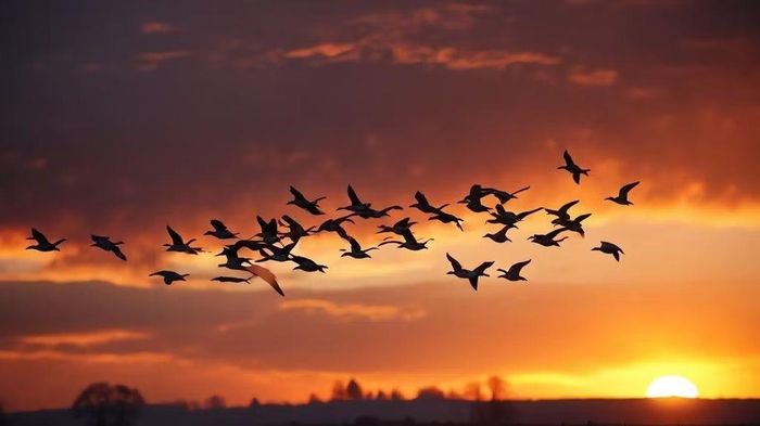 Ảnh: betterwithbirds