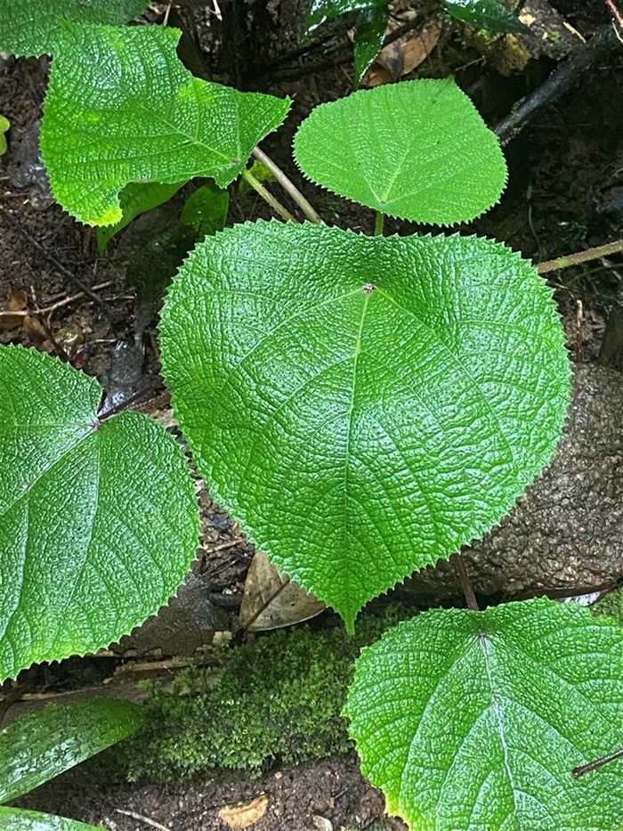 Ảnh: naturemapr