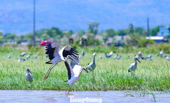 Chị Trương Thị Hồng Ty - Bí thư chi bộ tổ dân phố Đông Định, cho biết: Người dân địa phương rất vui khi đàn cò về kiếm ăn. Mọi người đều có ý thức bảo vệ, không chọc phá hay săn bắt đàn chim. Ảnh: Trương Định.