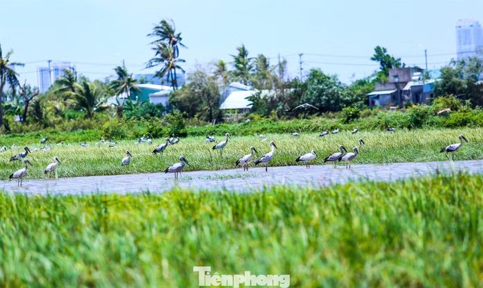 Trước đó, đàn cò nhạn cũng thường xuyên được ghi nhận trú ngụ tại khu sinh thái Cồn Chim, xã Tuy Phước Đông, tỉnh Gia Lai. Ảnh: Trương Định.