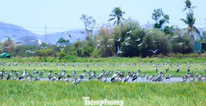 Theo người dân địa phương, đàn cò bắt đầu xuất hiện khoảng một tuần nay. Mỗi sáng, từng đàn cò sải cánh bay về khu vực rồi tản ra khắp cánh đồng để tìm thức ăn. Đến chiều muộn, chúng lại bay đi, tạo nên khung cảnh sinh động, hiếm gặp. Ảnh: Trương Định.