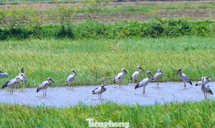 Cò ốc (cò nhạn), tên khoa học Anastomus oscitans, thuộc danh mục đỏ của Tổ chức Liên minh Bảo tồn thiên nhiên quốc tế IUCN, được xếp ở cấp độ ít nguy cấp. Ảnh: Trương Định.