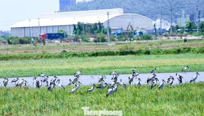 Đàn cò nhạn kiếm ăn trên cánh đồng tạo khung cảnh thiên nhiên đẹp mắt. Ảnh: Trương Định.
