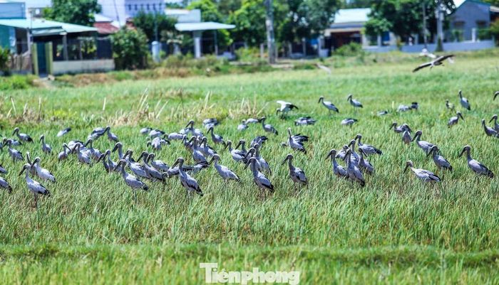 Loài chim này có khối lượng trung bình từ 1-1,5kg, chiều cao từ 50-90cm, sải cánh hơn 1m. Đây là loài chim di cư theo mùa, có vai trò quan trọng đối với hệ sinh thái đất ngập nước, thường xuất hiện từ tháng 4 đến tháng 8 hằng năm tại các vùng đất ngập nước nội địa, bãi bồi ven sông để kiếm ăn và trú ngụ. Ảnh: Trương Định.