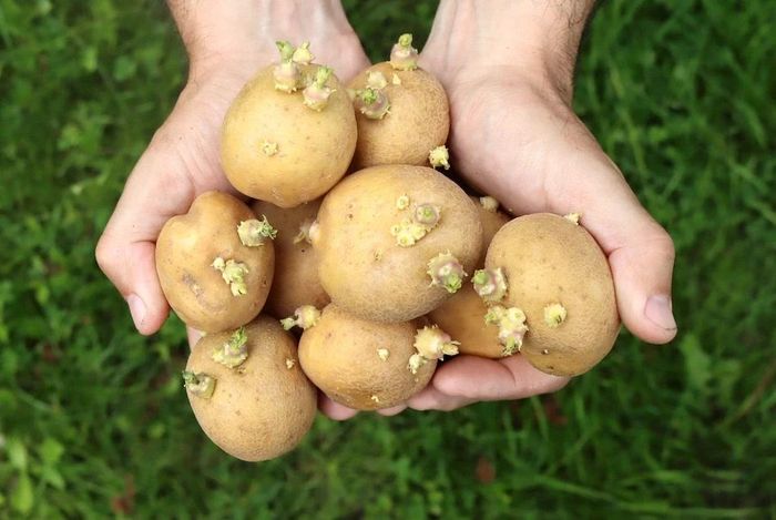 Một người tử vong nghi ngộ độc sau khi ăn canh khoai tây mọc mầm. Ảnh minh họa: Praticalselfreliance
