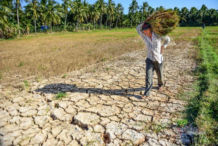 Những ruộng lúa khô hạn ở miền Tây năm 2020. Ảnh: Thanh Tùng