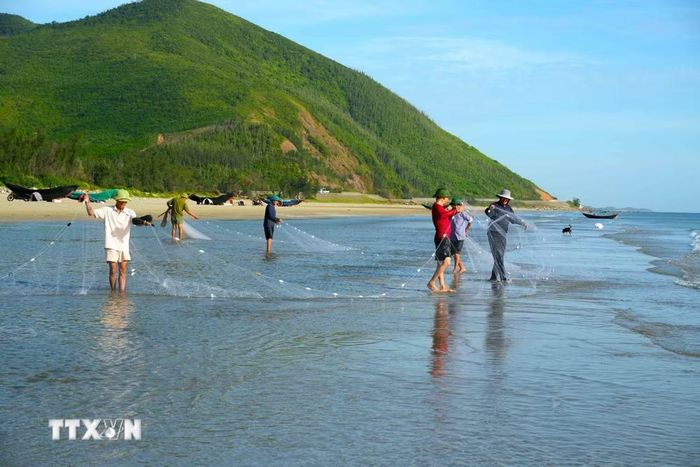 Hàng chục ngư dân phối hợp nhịp nhàng kéo lưới rùng bằng sức người. (Ảnh: Hữu Quyết/TTXVN)