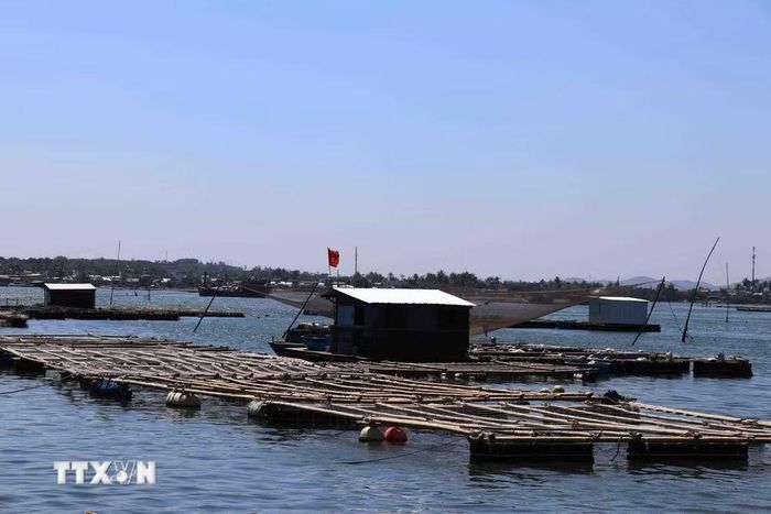 Nuôi hàu lồng bè trên biển. (Ảnh: Đoàn Hữu Trung/TTXVN)