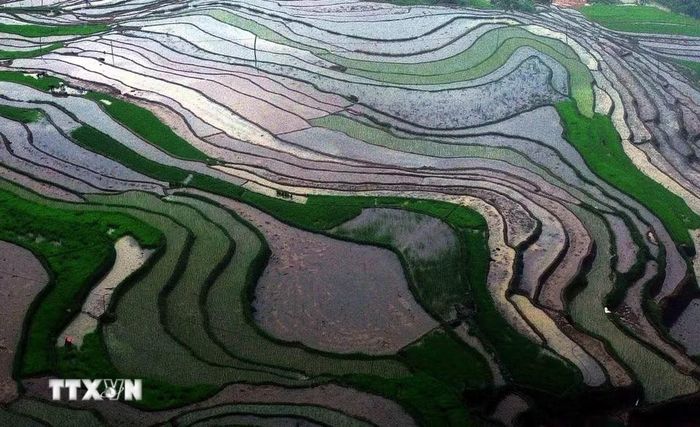 Ruộng bậc thang ở xã Mường La (Sơn La) mùa nước đổ. (Ảnh: Quang Quyết/TTXVN)