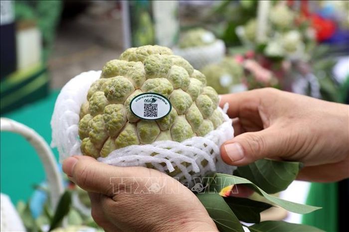 Đặc sản na núi đá Chi Lăng, Lạng Sơn được dán nhãn truy xuất nguồn gốc, tạo niềm tin cho khách hàng.