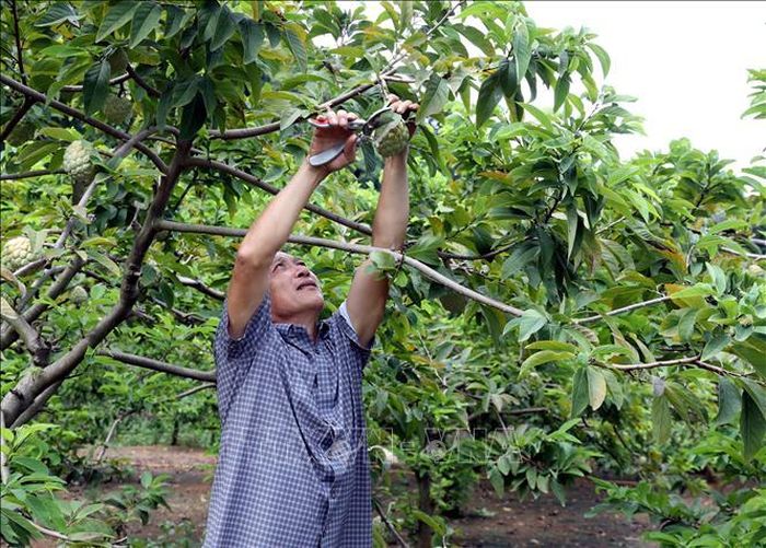 Ông Lương Văn Thắng, chủ vườn na ở thôn Làng Thượng, xã Chi Lăng thu hoạch na.