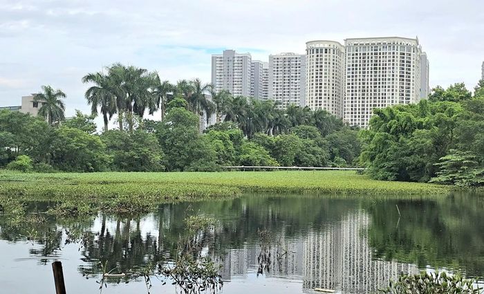 Mặt nước hồ bị bèo phủ, nước chuyển màu đen, bốc mùi hôi.