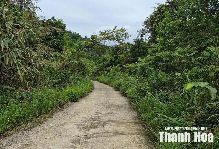 Những diện rừng khi được trao quyền cho người dân phát triển kinh tế lâm nghiệp sẽ phát huy hiệu quả, góp phần giảm nghèo. Ảnh: Đình Giang
