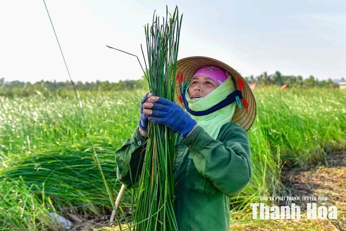 Cói được phân thành 3 loại. Loại dài trên 1,65m dùng dệt chiếu loại 1 hoặc đưa đi xuất khẩu. Loại trung bình dài 1,5m đến 1,6m dệt chiếu cá nhân. Còn cói chết khô dùng để đun nấu hoặc lợp mái nhà.