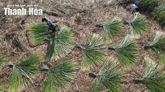 Trên khắp các cánh đồng cói, sân nhà, ven đường hay khoảng đất rộng trước xưởng sản xuất, từng lớp cói được trải đều dưới nắng. Màu xanh non dần chuyển sang vàng óng, sợi cói khô đều, dai và giữ được độ bóng tự nhiên – nguyên liệu lý tưởng để bước vào công đoạn dệt.