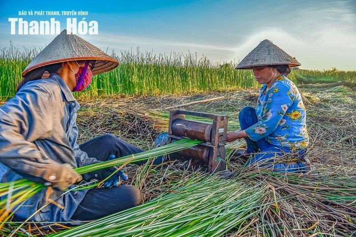 Công đoạn chẻ cói mất khá nhiều thời gian và công sức. Công đoạn này phải có 2 người cùng làm, phối hợp nhịp nhàng và phải nhanh tay bởi nếu để héo sẽ rất khó chẻ.