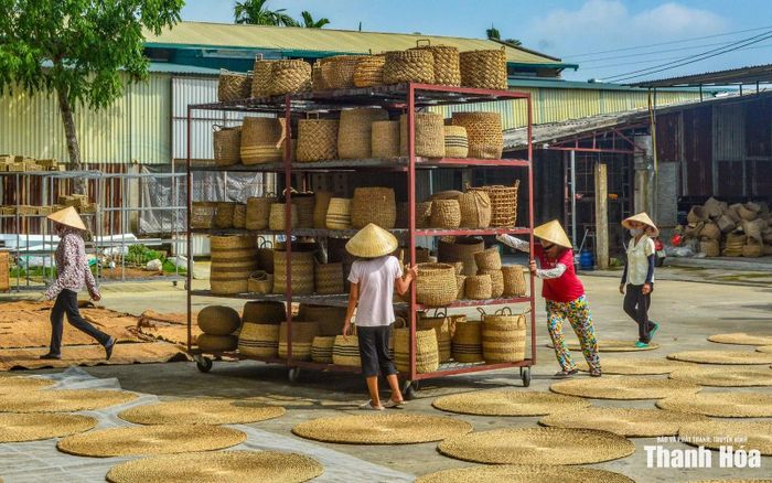 Những cây cói qua bàn tay khéo léo của thợ trở thành những sản phẩm thủ công mỹ nghệ như chiếu, sọt, đĩa,... tinh xảo xuất khẩu đến nhiều nước trên thế giới, như: Mỹ, Australia, Canada, Anh, Pháp... Mỗi dòng sản phẩm đều là kết quả của sự kết hợp giữa kỹ thuật thủ công lâu đời với những cải tiến phù hợp xu hướng tiêu dùng hiện đại. Chính điều đó đã giúp sản phẩm từ cói tại xã Nga Sơn và xã Tân Tiến giữ được bản sắc truyền thống nhưng vẫn đủ sức cạnh tranh trên thị trường.